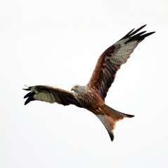 Red kite