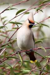 Waxwing