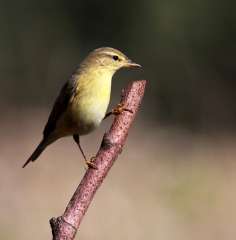 Chiffchaff