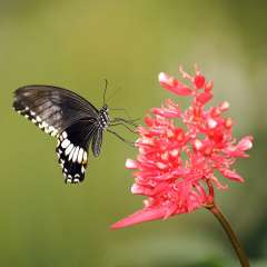 Citrus Swallowtail