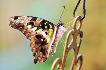 Tailed jay