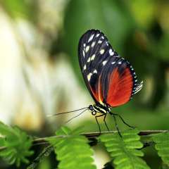 Tiger longwing butterfly