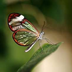 Glasswing butterfly