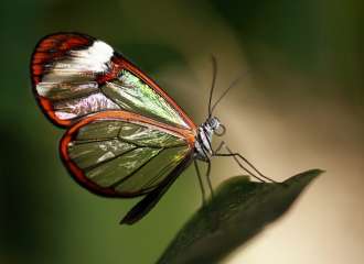 Glasswing butterfly