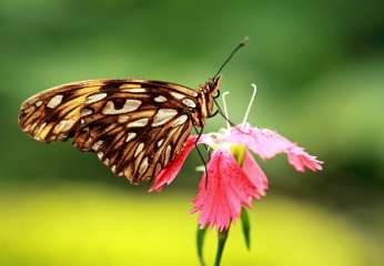 Gulf fritillary butterfly