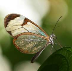 Glasswing butterfly