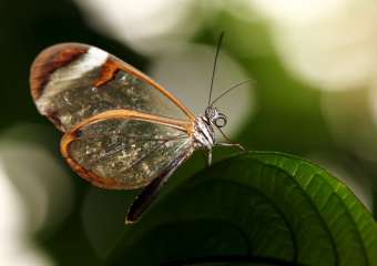 Glasswing butterfly