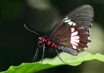 Pink cattleheart butterfly