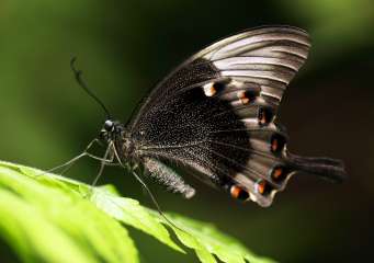 Paris peacock butterfly