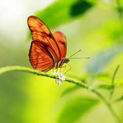 Flame Butterfly