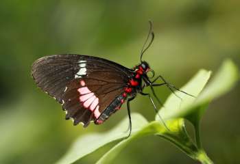 Pink cattleheart butterfly