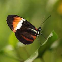 Postman Butterfly