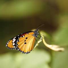 Plain tiger butterfly