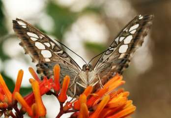 Clipper Butterfly