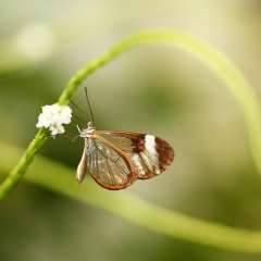 Glasswing butterfly