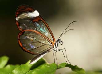 Glasswing butterfly