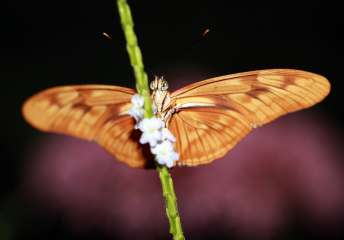 Flame Butterfly