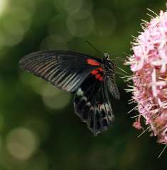 Swallowtail butterfly