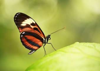 Ismenius longwing