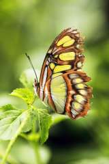 Malachite butterfly