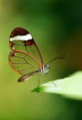 Glasswinged butterfly