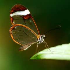 Glasswinged butterfly