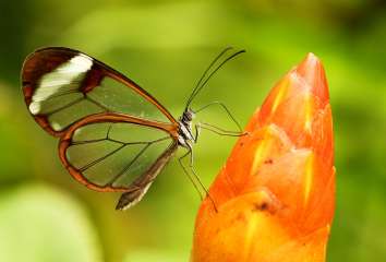 Glasswinged butterfly