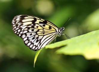 Tree nymph butterfly