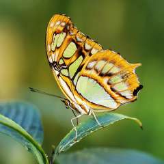 Malachite Buttefly