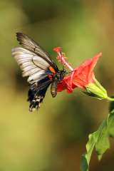 Lows Swallowtail