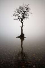 Loch Lomond Tree