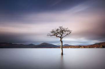 Sunlit Tree