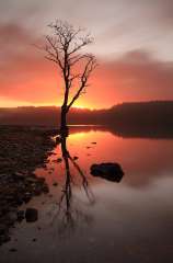 Loch Ard Tree Reflection Sunrise