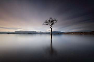 Solitary Tree