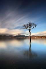 Milarrochy Bay Tree