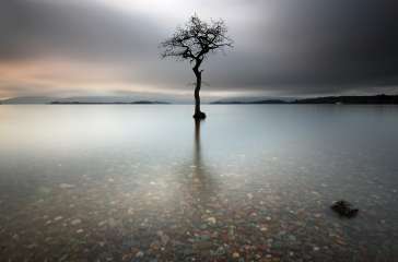 Milarrochy bay tree Loch Lomond