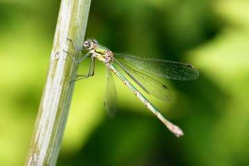 Damselfly