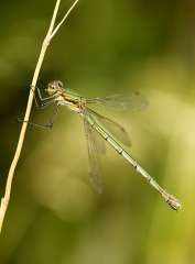 Damselfly