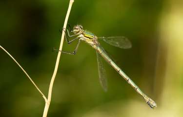 Damselfly