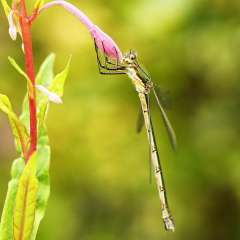 Damselfly