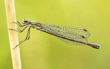 Damselfly