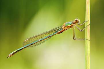 Damselfly