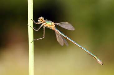 Damselfly