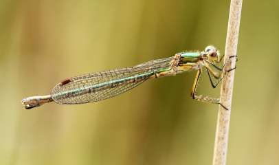 Damselfly