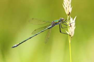 Damselfly