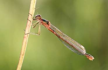 Damselfly