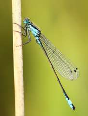 Damselfly