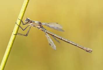 Damselfly