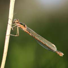 Damselfly