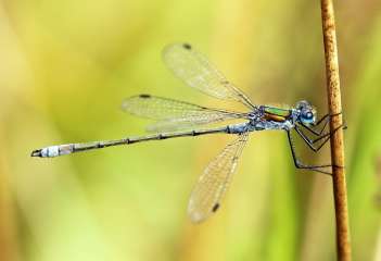 Damselfly